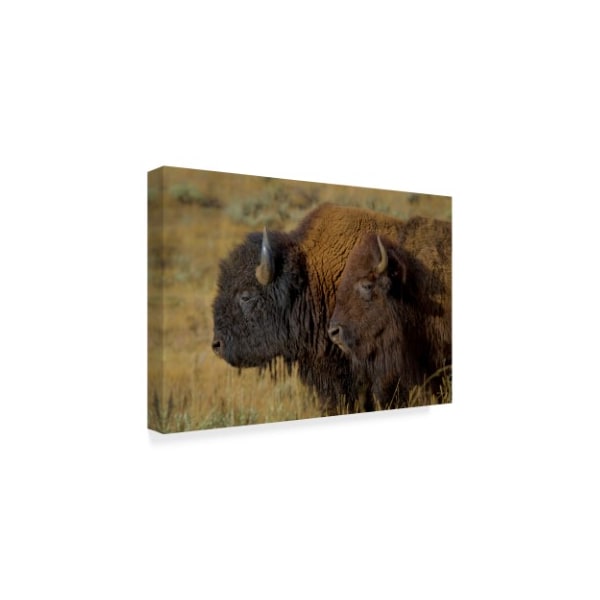 Galloimages Online 'Bison Duo' Canvas Art,16x24